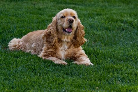 are cocker spaniels hypoallergenic dogs.